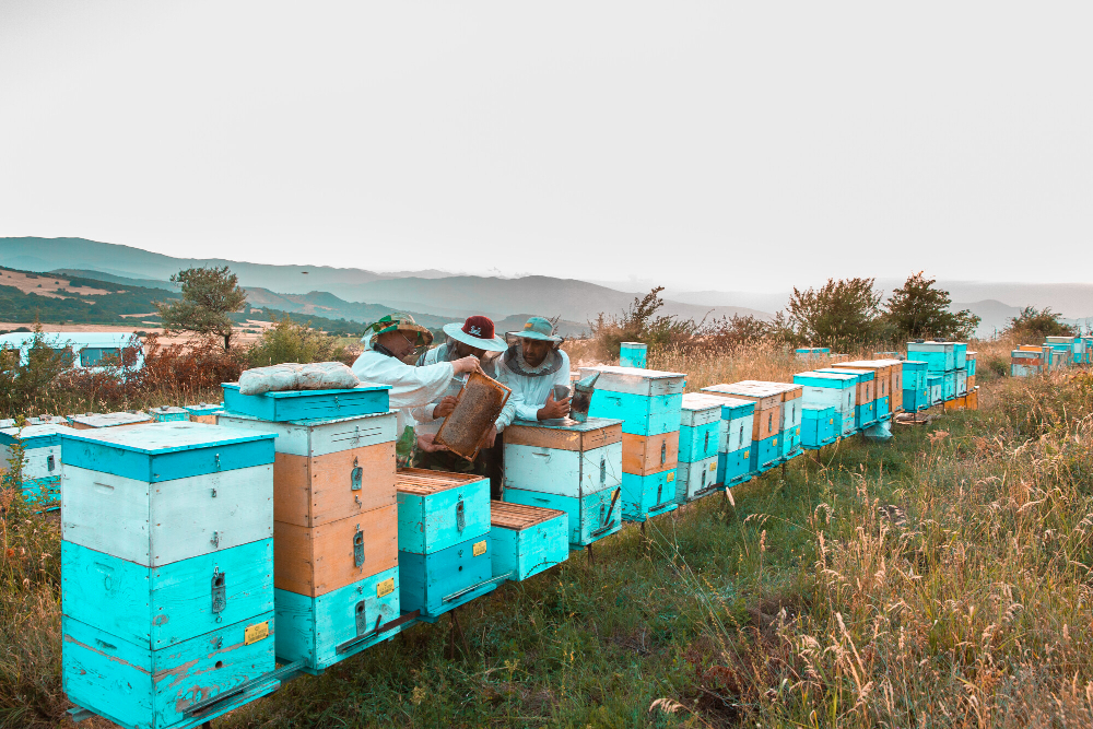 beekepers-gathering-harvest-from-bee-hives